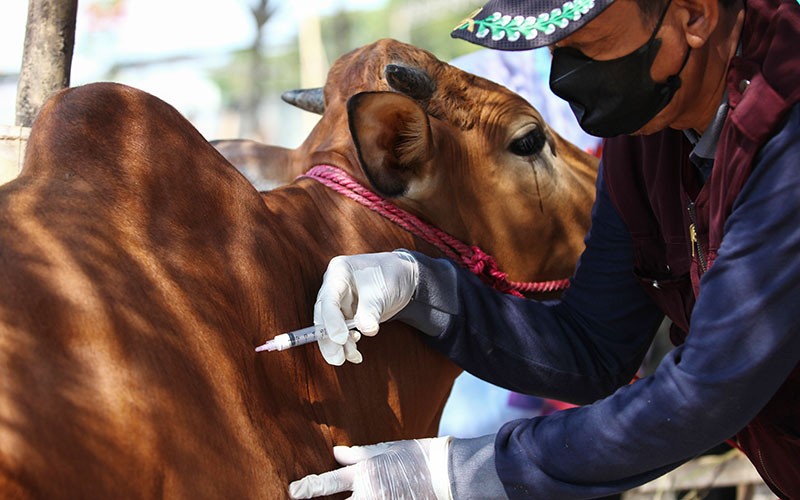 Sapi-Sapi di Kota Surabaya Disuntik Vaksin LSD dan PMK - Bagian 1