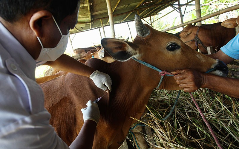 Sapi-Sapi di Kota Surabaya Disuntik Vaksin LSD dan PMK - Bagian 2