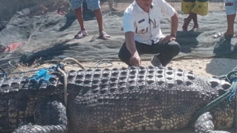 Buaya Besar Terjaring Nelayan di Desa Bulalo Gorontalo