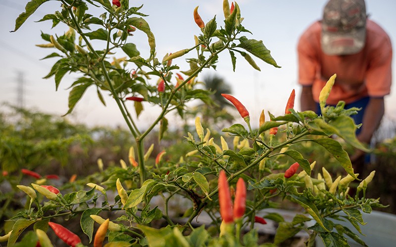 Super Pedas, Harga Cabai di Kota Baubau Tembus Rp300.000 per Kilogram