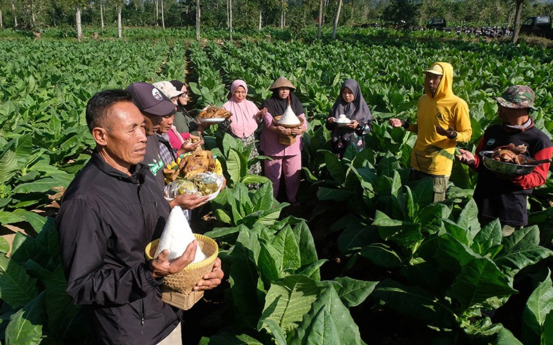 Doa Bersama Petani Tembakau Ucap Syukur Hasil Panen Melimpah - Bagian 1