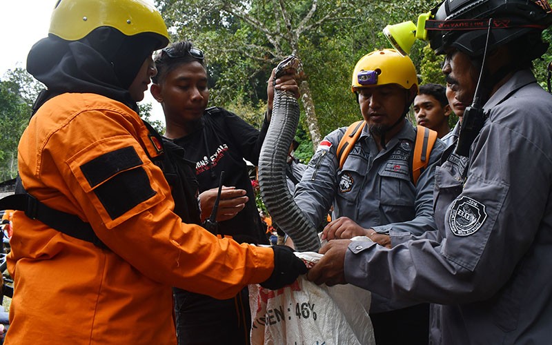 Ular King Kobra Panjang 3,5 Meter Kembali Diburu setelah Dilepas di Gunung Wilis - Bagian 1
