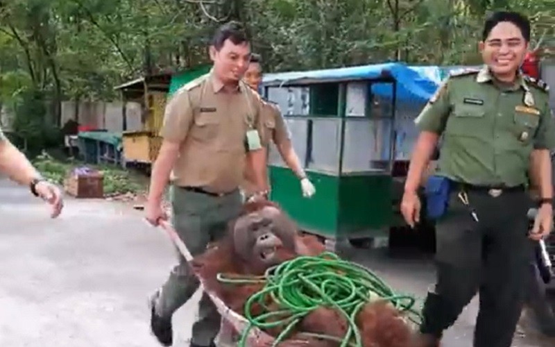 Tak Mempan Bius, Orang Utan Kabur dari Kandang saat Periksa Kesehatan
