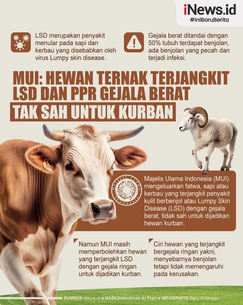 Infografis Fatwa MUI Soal Hewan Ternak untuk Kurban