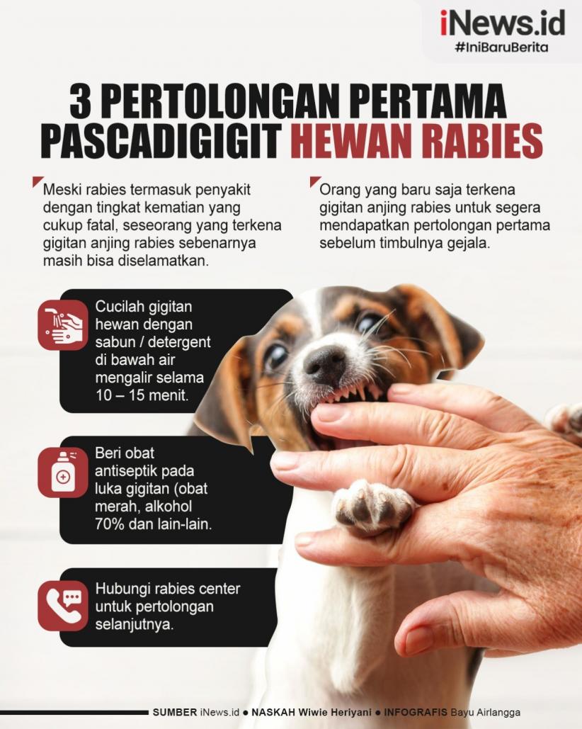 Infografis 3  Pertolongan Pertama Pascadigigit Hewan Rabies 