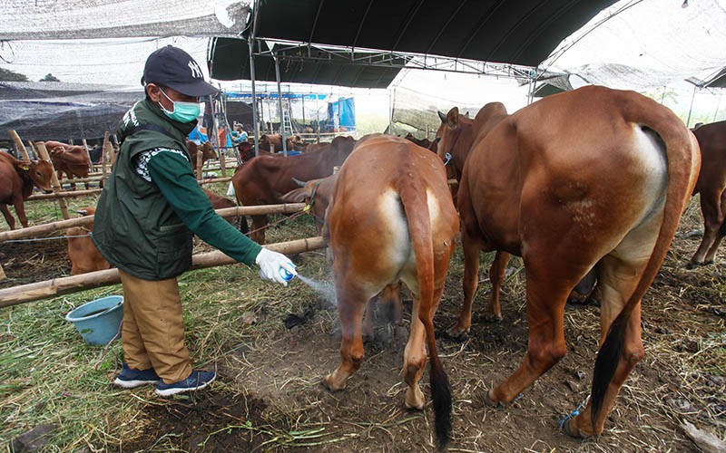 Pemeriksaan Hewan Kurban, Pastikan Tidak Mengidap Penyakit - Bagian 2