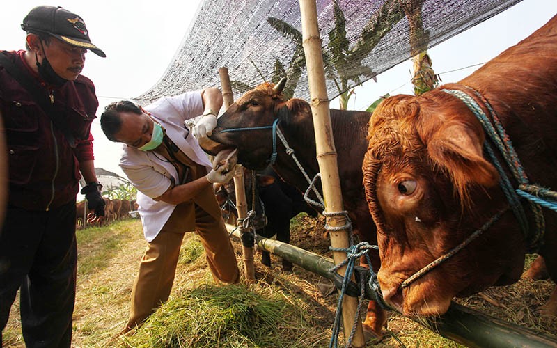 Pemeriksaan Hewan Kurban, Pastikan Tidak Mengidap Penyakit - Bagian 1