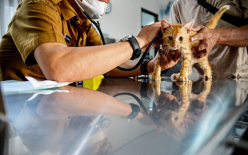 Permintaan Vaksin Rabies di Bandung Naik 2 Kali Lipat - Bagian 2