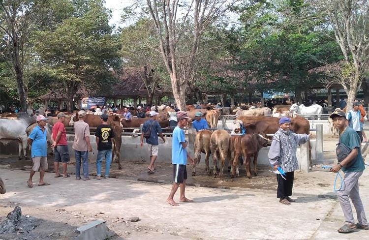 Jelang Idul Adha, Transaksi Penjualan di Pasar Hewan Ambarketawang Tembus Rp2 Miliar 
