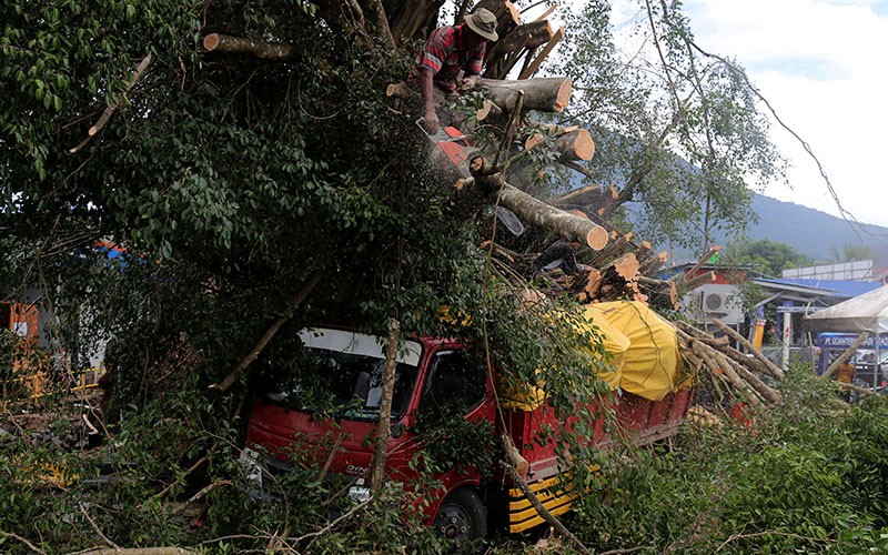 Pohon Beringin Tumbang Timpa Truk di Kota Ternate - Bagian 2