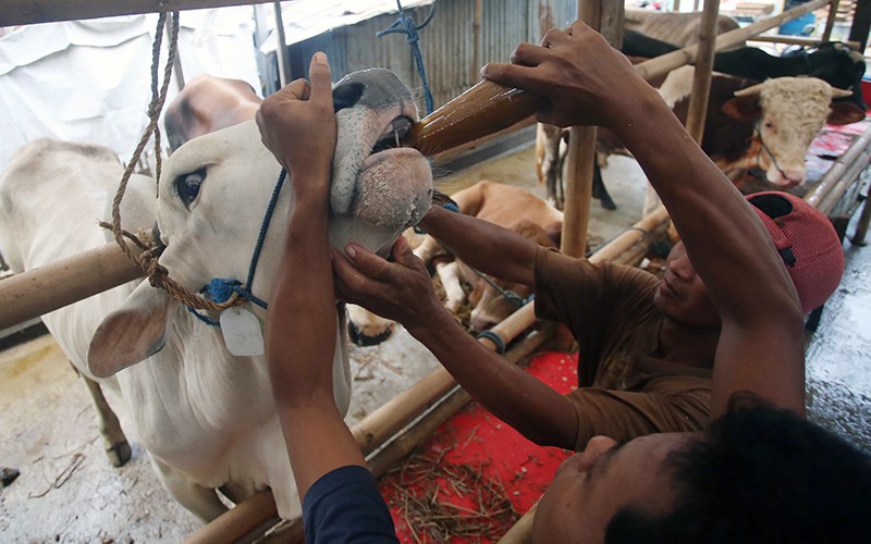 Tambah Imun, Sapi Kurban Diberikan Jamu dan Vitamin - Bagian 2