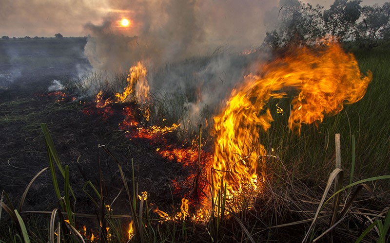 Luas Kebakaran Hutan dan Lahan di Kalsel Capai 191 Hektare, Begini Penampakannya - Bagian 2