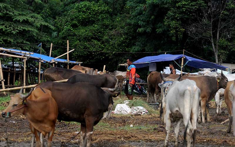 Kementan Catat Ketersediaan Hewan Kurban Tahun 2023 Sebanyak 3,2 Juta Ekor - Bagian 3