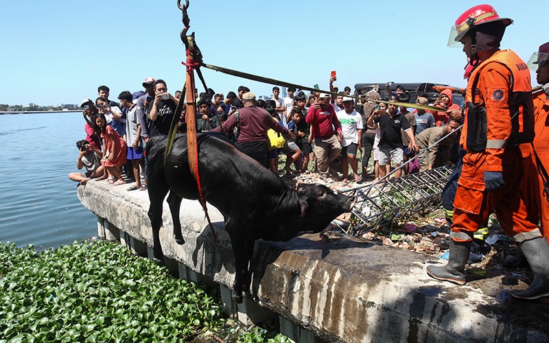Sapi Kurban Kabur dan Tercebur ke Bozem Morokrembangan, Evakuasi hingga 2 Jam - Bagian 1