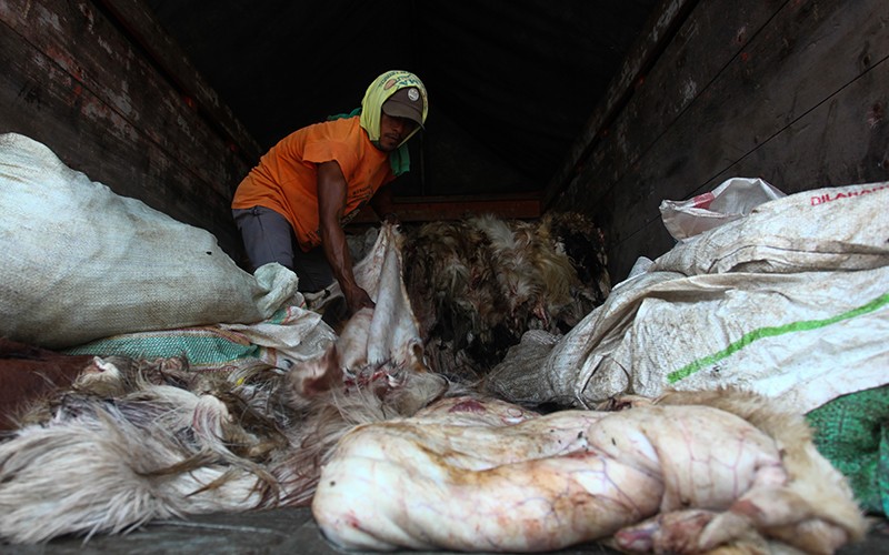 Pengepul Kumpulkan Kulit Hewan Kurban, Dibeli Rp25.000 per Lembar - Bagian 1