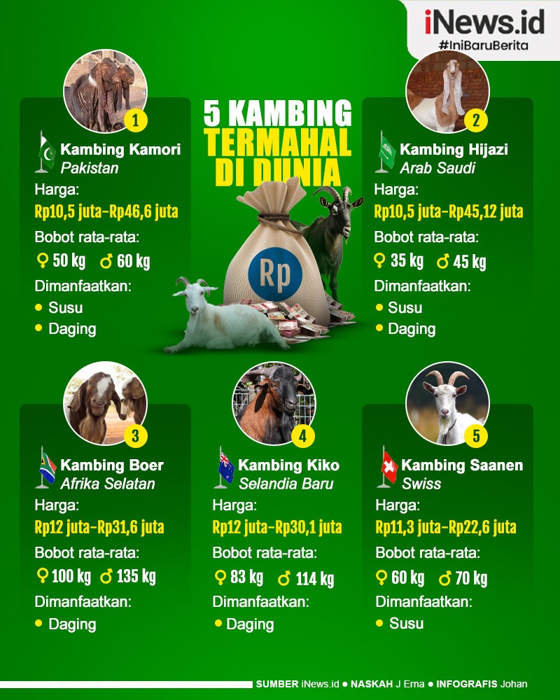 Infografis 5 Kambing Termahal di Dunia