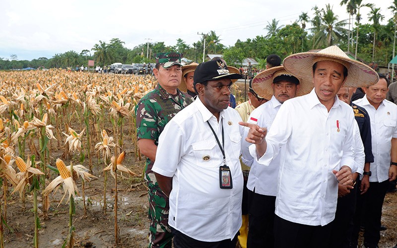 Presiden Jokowi Pakai Topi Petani Panen Jagung di Papua - Bagian 1