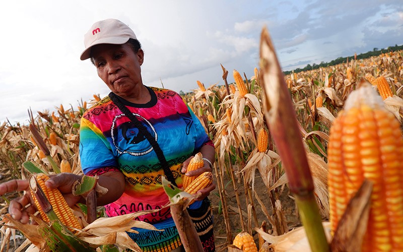 Senyum Semringah Petani Papua Panen Jagung Perdana di Food Estate - Bagian 2