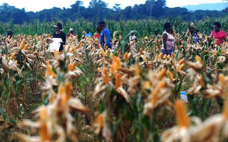 Senyum Semringah Petani Papua Panen Jagung Perdana di Food Estate - Bagian 3