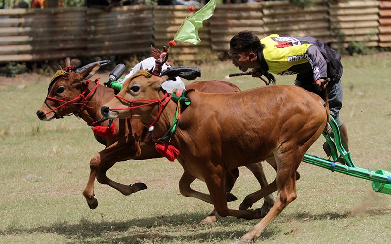 Adu Cepat Karapan Sapi Merah Budaya Madura - Bagian 1