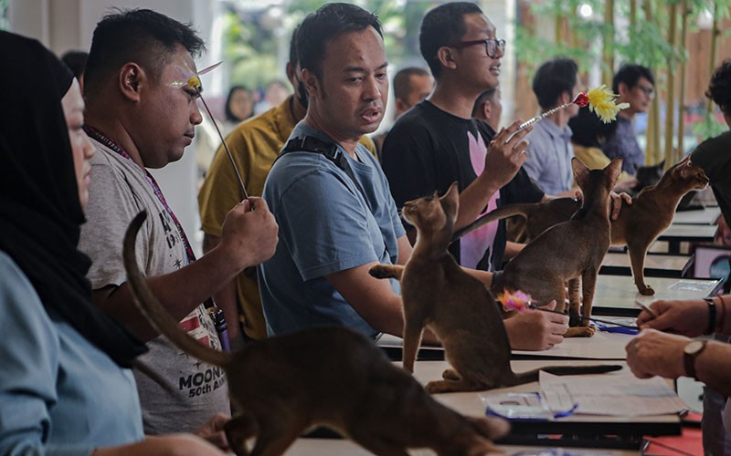 Perilaku Menggemaskan Kucing-Kucing saat Kontes di Alam Sutera - Bagian 3