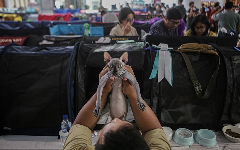 Perilaku Menggemaskan Kucing-Kucing saat Kontes di Alam Sutera - Bagian 2