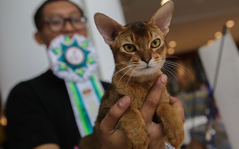 Perilaku Menggemaskan Kucing-Kucing saat Kontes di Alam Sutera - Bagian 1