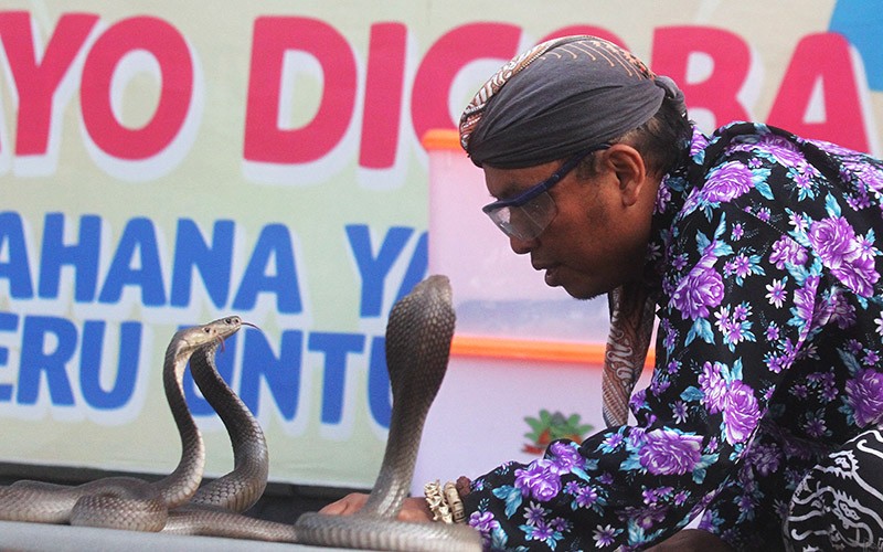Aksi Pria Bermain dengan 3 Ular Kobra Jawa - Bagian 1