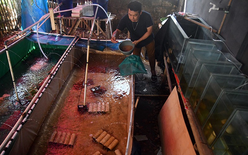 Peternak Bogor Hasilkan 50 Kg Lobster Air Tawar Per Minggu - Bagian 2