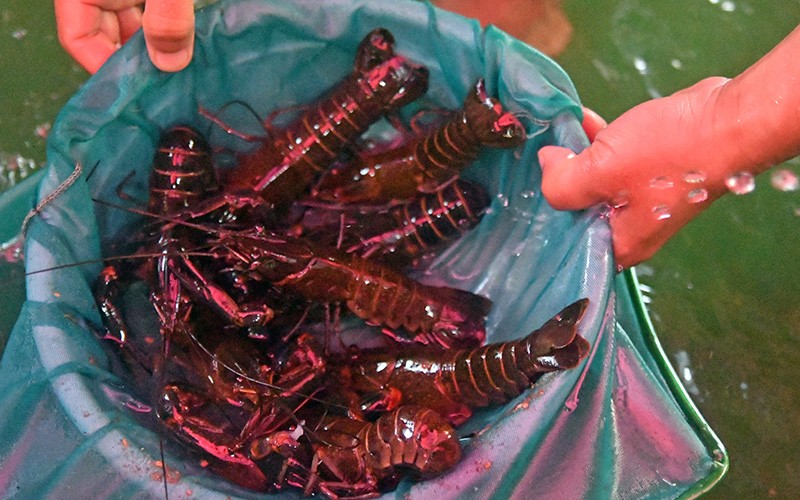 Peternak Bogor Hasilkan 50 Kg Lobster Air Tawar Per Minggu - Bagian 1