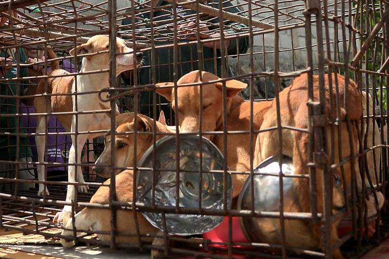 Bule-Bule Selamatkan 21 Anjing dari Rumah Potong Hewan di Tomohon - Bagian 3