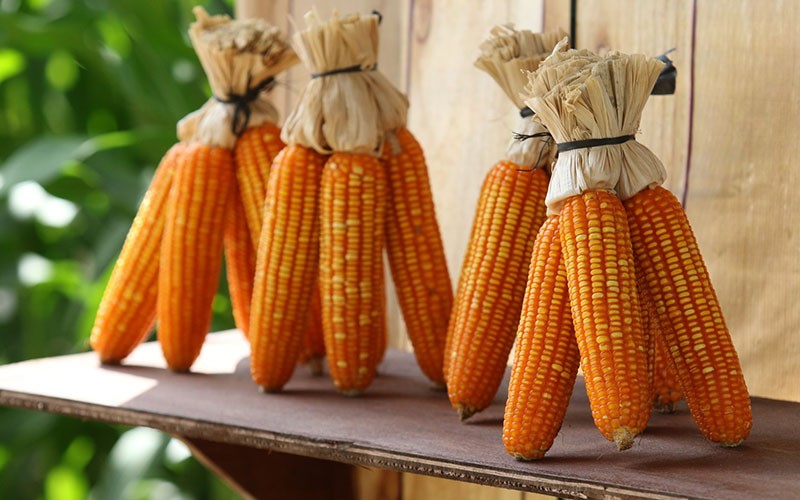 Petani NTB Panen Perdana Jagung Bioteknologi, Pendapatan Meningkat 30 Persen - Bagian 4