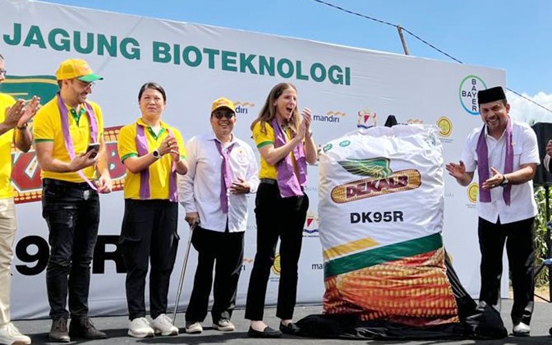 Petani NTB Panen Perdana Jagung Bioteknologi, Pendapatan Meningkat 30 Persen - Bagian 1