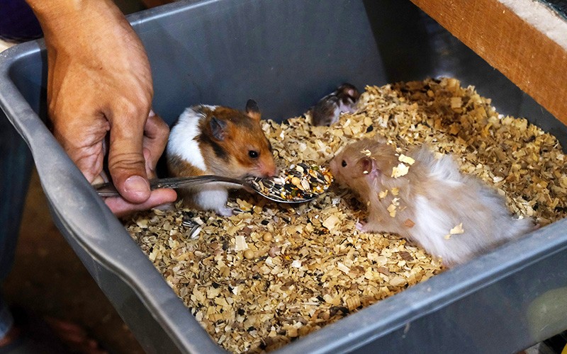 Peternak Asal Pontianak Raup Untung dari Jual Hamster ke Malaysia - Bagian 1