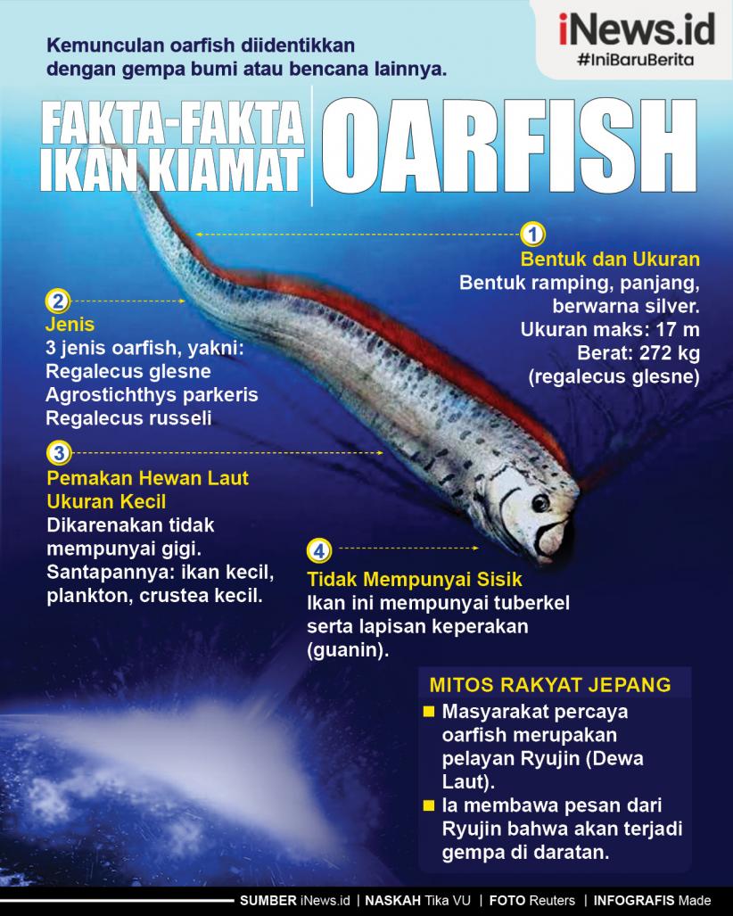 Infografis Fakta-fakta Ikan Kiamat Oarfish