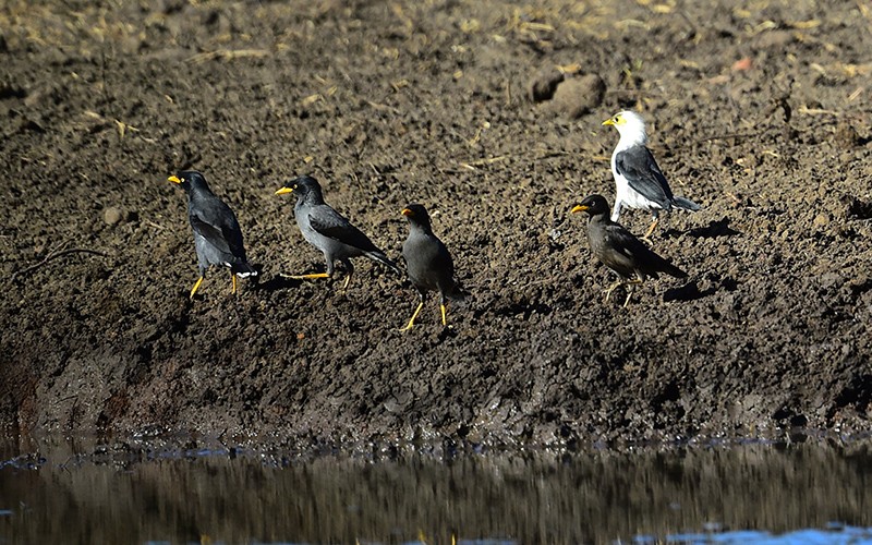 Populasi Burung Jalak Putih Kritis, Tersisa Kurang dari 250 Ekor di Alam Liar - Bagian 1
