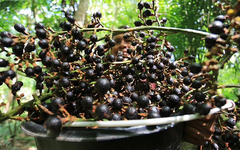 Petani Aceh Barat Panen Buah Rotan, Siap Diekspor ke Hong Kong hingga China - Bagian 1