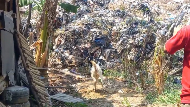 4 Kambing Warga Majalengka Mati gegara Minum Air Tercemar Lindi TPA Heuleut