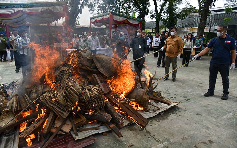 Barbuk Satwa Dilindungi Dibakar, Ada 46 Buah Kulit Harimau Sumatera - Bagian 3