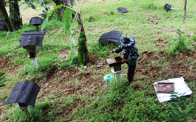 Panen Madu Lebah Kelulut di Padang - Bagian 3