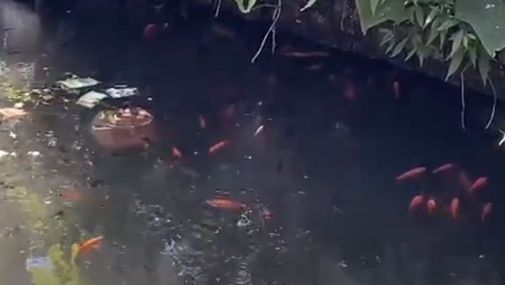 Unik, Ikan Dataran Tinggi Dieng Banjarnegara Hidup di Air Panas