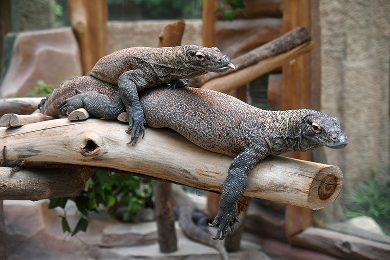 6 Komodo Lahir di Bogor Akan Dilepas ke Habitat Asli - Bagian 1
