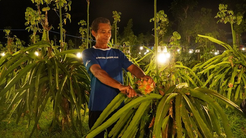 Kolaborasi Astra melalui YDBA dengan Polbangtan Malang Bina Petani Buah Naga - Bagian 1