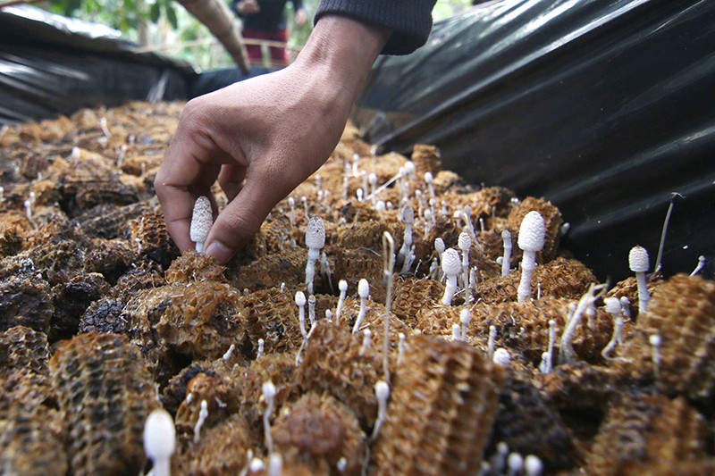 Budi Daya Jamur Janggel di Banyuwangi, Petani Jual Rp25.000 per Kg - Bagian 1