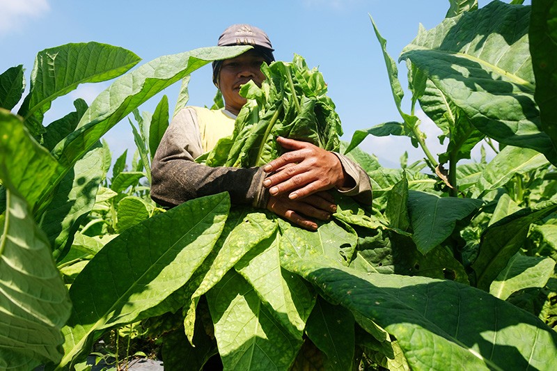 Senyum Petani Temanggung Panen Tembakau dengan Kualitas Baik - Bagian 1