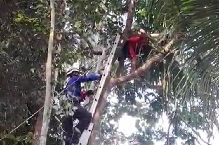 Warga Magelang Tewas di Atas Pohon Jengkol, Evakuasi Dramatis