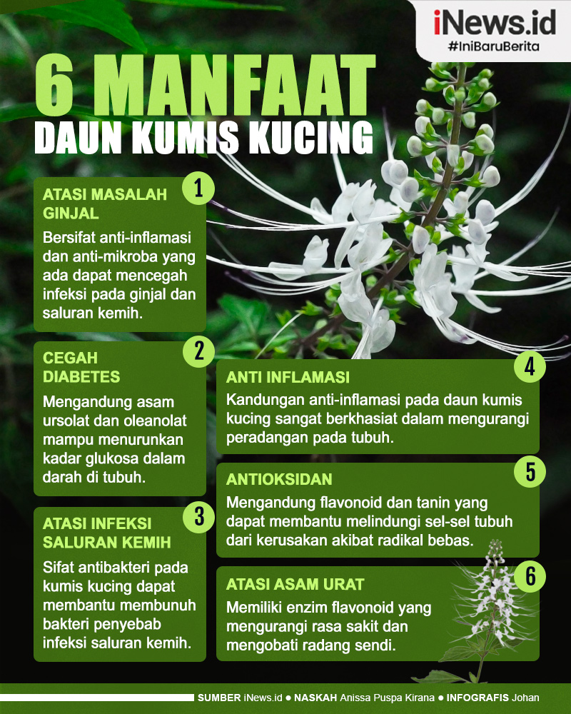 Infografis Wajib Tahu! Manfaat Daun Kumis Kucing untuk Kesehatan