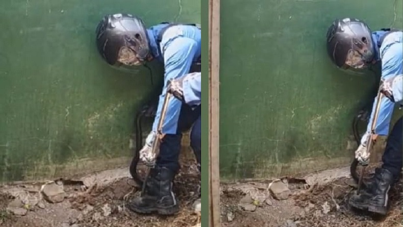 Heboh, Ular Kobra Jawa Masuk Sekolah Dasar di Sukamelang Subang