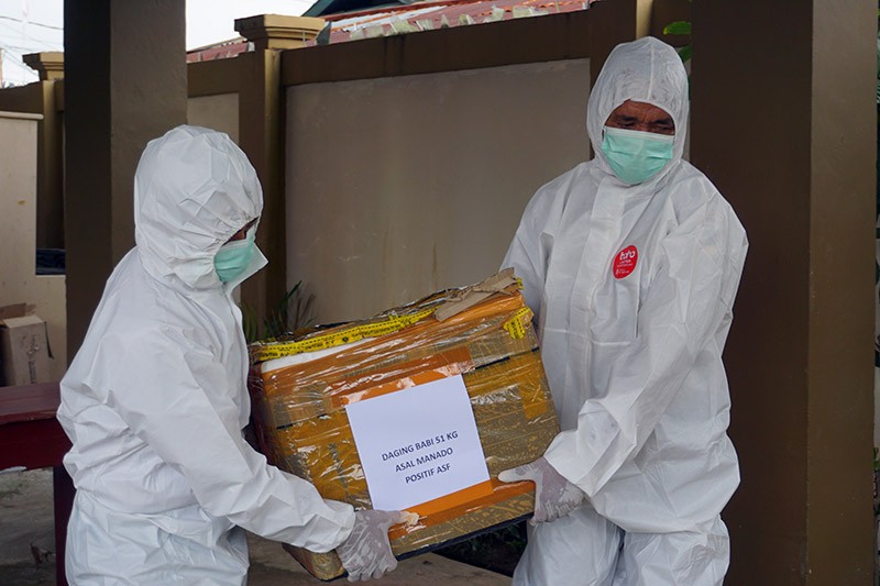 Puluhan Kilogram Daging Positif Flu Babi Afrika Dimusnahkan di Kota Sorong - Bagian 2