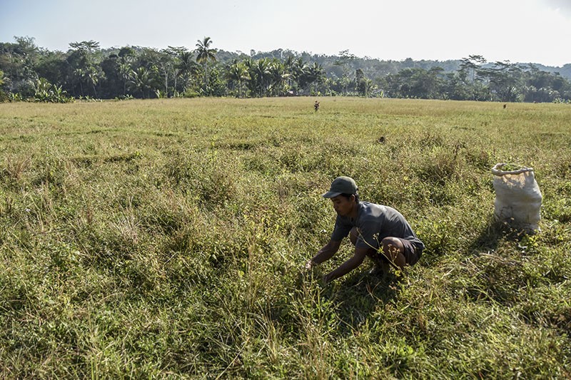27.000 Hektare Lahan Pertanian di Indonesia Kekeringan - Bagian 2